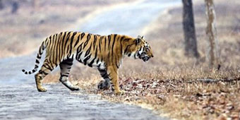 Rare Siberian Tiger Released by Putin in Russia Flees Across Chinese Border