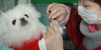 Guangdong Pet Groomers Rare, 73% of Groomers’ Wages Higher Than White Collar Workers’