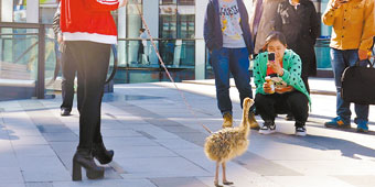 Woman Walking Baby Ostrich to Promote Sales of Ostrich Meat 