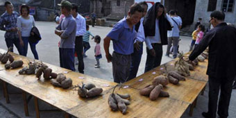 Sweet, Sweet Beauty: Guangxi Sweet Potato Pageant S-mashing Success