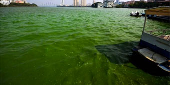 Qingshan Lake in Jiangxi Mysteriously Turns Bright Green 