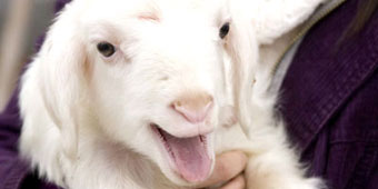 Police Mistake Pet Lambs for Babies in Child-Trafficking Case