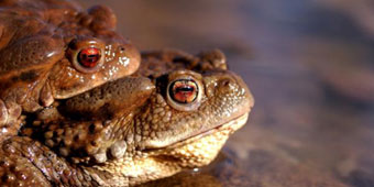 Man Arrested to Three Months in Prison For Toad-Hunting