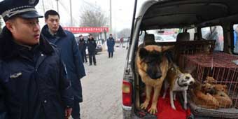 Beijing Dog Market Raided and Shut Down