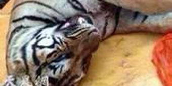 Wealthy Businessman Sentenced to 13 Years for Eating Tigers