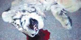 Tiger Cub Dies after Jumping from 11th Floor of Building