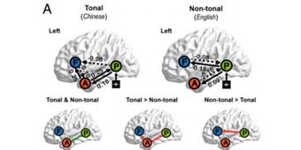 Study Shows that Chinese Speakers Use Their Brains Differently to English Speakers