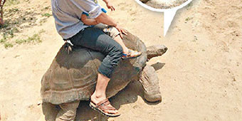Awful Xiamen Zoo Lets Visitors Ride Tortoises 