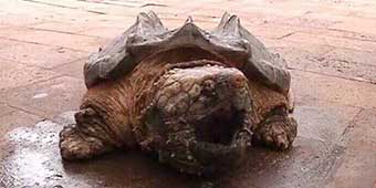 Giant Snapping Turtle Confiscated from Passenger at Kunming Airport