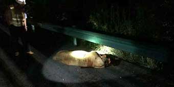 Truck Driver Unexpectedly Runs into Lion on Henan Highway 