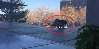 Year of the Monkey: Mystery Ape Spotted at Beijing Zhongguancun Office Park 