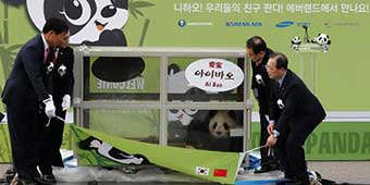 Furry Diplomacy: Pandas Sent to South Korea as Goodwill Ambassadors