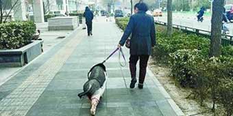 Beijing Woman Spotted Walking Her Pig