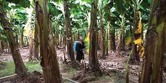 Chinese Banana Companies Clash with Thai Locals over Resources, Pollution
