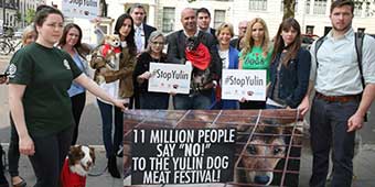 11 Million Sign Petition to Protest Yulin Dog Meat Festival 
