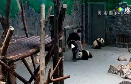 Chinese Netizens Outraged by Video of Panda Cub ‘Abuse’