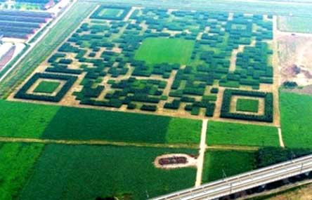 Chinese Village Makes Giant QR Code From Trees