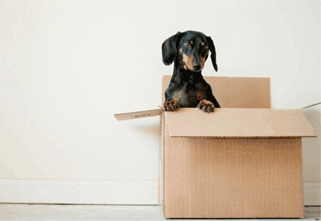 5 Tips for a Stress-Free Moving Day in China
