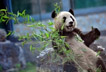 Panda habitat seriously affected in May earthquake