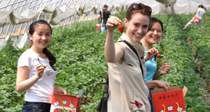 Strawberry Fields Forever: Berry-Picking Day Trips from Nanjing