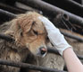 Man-Made Suffering: The Status of Animal Rights in China