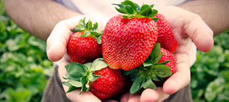 Where to Go Strawberry Picking in Beijing