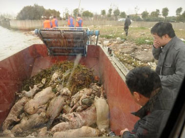 Shanghai Dead Pig Scandal: Could Arsenic be the Key to the Mystery?