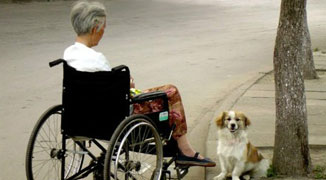 Beijing Pensioner Signs Will; Gives 10% of Assets to Dog, 0% to Kids 