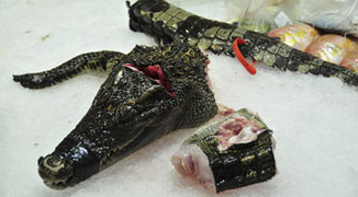 Chomp Chomp: Guangzhou Supermarket Selling Crocodile Meat?! 