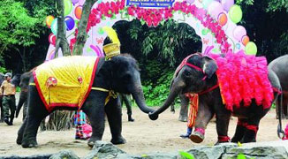 Elephants “Married” in Guangzhou Safari Park at Odd All-Animal Ceremony