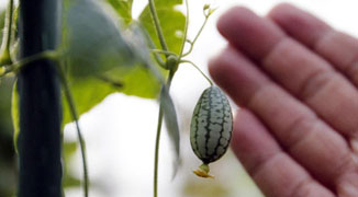 Thumb-Sized Micro Watermelons Grown in Shanghai Farm