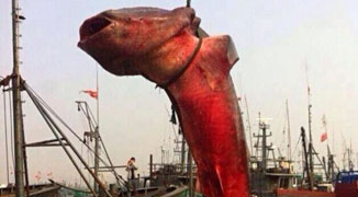 Giant Sharks Caught in Shandong; Meat Worth Over 200,000 RMB