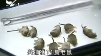 11 Rats Found on Hong Kong Airplane During Maintenance Check in Xiamen