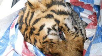 Wenzhou Police Find Dongbei Tiger Carcass in SUV, 2 Men Arrested