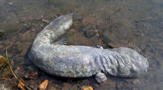 Giant Salamander Corpse Found In Hebei Reservoir