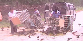 Villagers Arrested for Using MP3 Players to Trap Over 20,000 Waterfowl