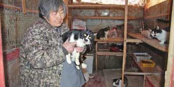 Old Lady Who Took in Over 80 Stray Cats in Changchun Appeals for Help Looking After Them