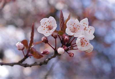 Beautiful Blossoms: 14 Spots for Spring Flowers in Beijing