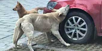 Stray Dogs in Hebei Get Revenge When Kicked Out of Parking Lot  