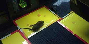 Stowaway Mouse Grounds Shenzhen Airlines Flight for 16 Hours 