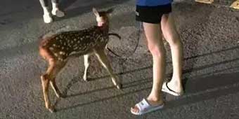 Is It Legal? Woman Spotted Walking Deer on a Leash in Shaoxing 