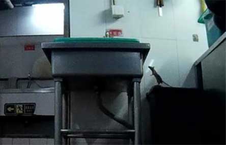 Video Shows Haidilao Hot Pot Restaurant Crawling with Rats