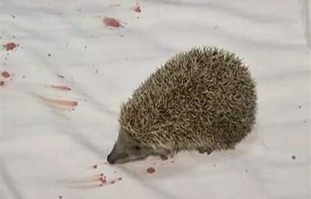 China Hotel Guest Injured by Hedgehog in Pillow Case