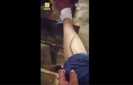 Rat Crawls Up Man’s Trousers in China Hot Pot Restaurant 