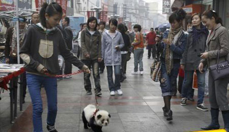 Porn for dogs in Lanzhou